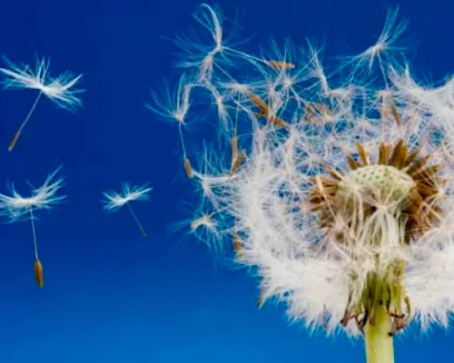 Continental tiene previsto fabricar y lanzar una serie de neumáticos fabricados con diente de león